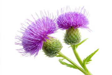 Purple thistle flowers with spiky petals and green buds captured against a white background, showcasing their vibrant color and unique structure