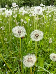 White dandelions, spring flowering of wildflowers