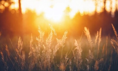 Golden sun illuminates tall grass in a tranquil field at sunset
