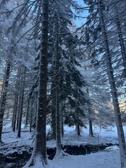 Fototapeta premium alberi bianchi