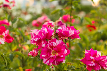 Fototapeta premium Blooming pink roses add romantic charm to a green garden setting under natural light.