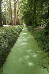 Obraz premium Forest Canal Covered in Green Duckweed - Vertical shot of a canal in a French forest park, with the water completely covered by a thick carpet of bright green duckweed under a tree canopy.