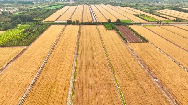 Aerial View of Golden Wheat Fields and Agricultural Farmland