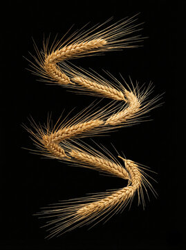 Espiral de trigo em fundo preto