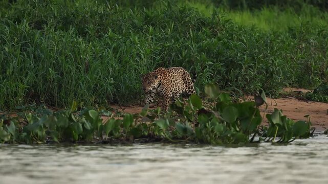 A jaguar in the Pantanal