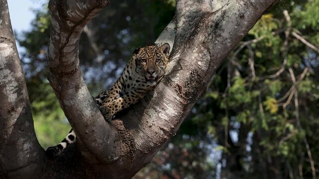 A jaguar in the Pantanal