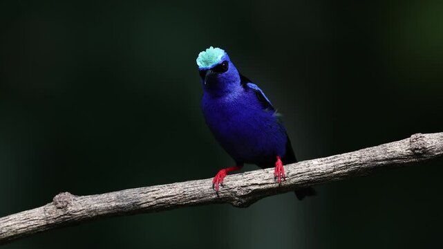 Red-legged honeycreeper in Costa Rica 