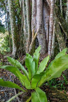 Bird&rsquo;s Nest Fern (Asplenium nidus), Sandakan, Sabah, Borneo, Malaysia