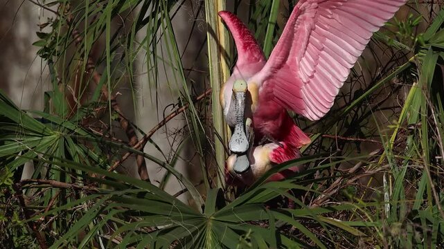 Roseate spoonbills nesting in Florida 