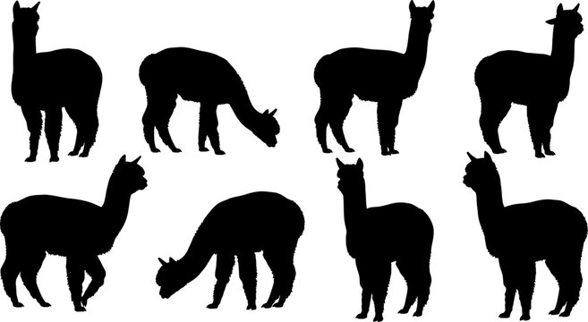 Collection of alpaca silhouette illustrations on white background