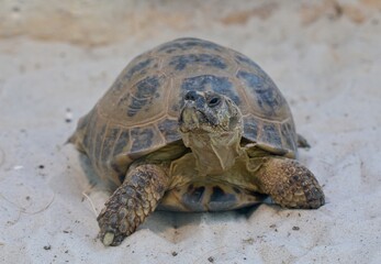 Obraz premium turtle on the beach