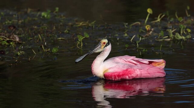 Roseate spoonbills nesting in Florida 