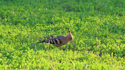 Eurasian Hoopoe (Upupa epops) © Viktor