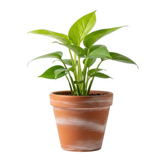 A small green plant in a terracotta pot
