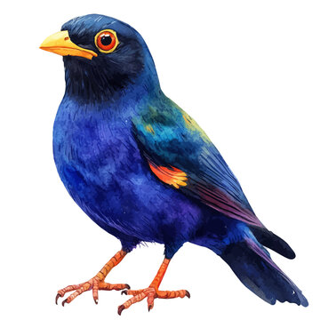 watercolor graphic of Myna Bird illustration, isolated on a white background.