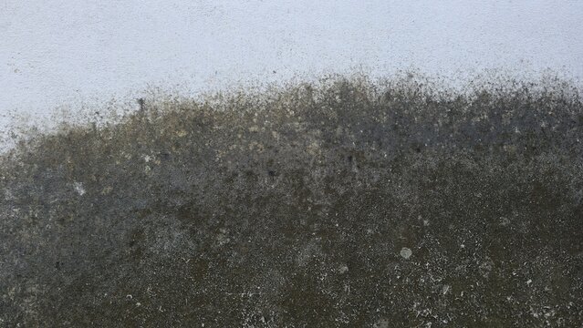 A surface of an old white plastered wall with black and dark green mold or moss stains. It indicates dampness and a dilapidated condition, suitable for use as a grunge background or damaged texture.