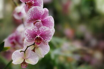 Pink spotted orchid close up in botanical garden © Kruwt