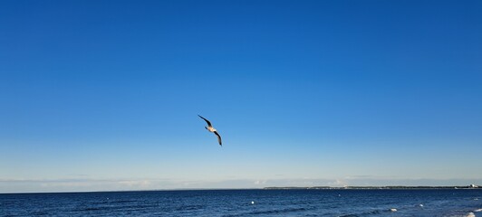 Fototapeta premium Möve über der Ostsee.
