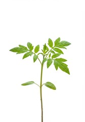 Naklejka premium Healthy young vibrant tomato plant seedling with green leaves, photographed in a studio setup and completely isolated on pure white, life, cutout, foliage