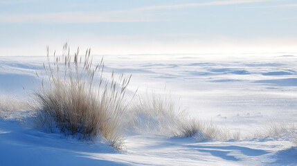 Snowy landscape with tall grasses in winter sunlight