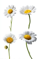 Fototapeta premium Four blooming daisies on white background highlighting growth stages