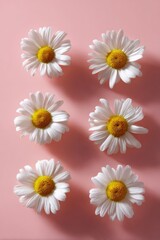 Fototapeta premium Arrangement of white daisies on pink background with soft shadows