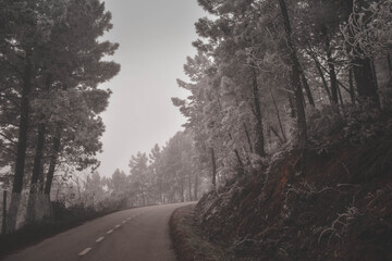 Obraz premium winter road in the forest
