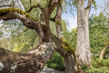 Obraz premium Ancient tree trunks on Mainau Island nature path
