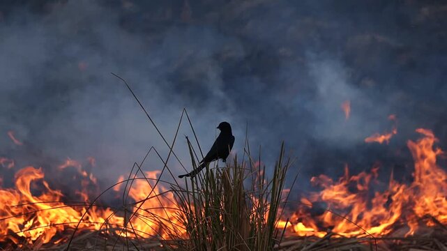 silhouette of a black drongo sitting on a tall grass waiting for food against wild fire flames in a dramatic landscape slow-motion