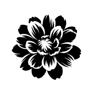 A striking black and white illustration of a single dahlia flower