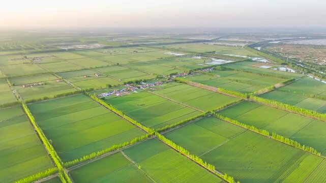 Aerial View of Organized Farmland with Green Crop Fields and Tree Lines