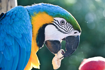 Macaw eating