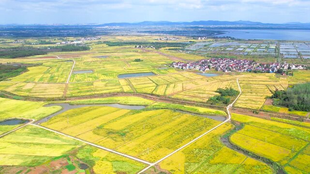 Aerial View of Yellow Rapeseed Fields with Mountains and Villages