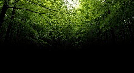 Naklejka premium A bright, sunny day illuminating a dense forest canopy. Sunlight filters through the green leaves, creating a peaceful woodland atmosphere, trees, green, environment
