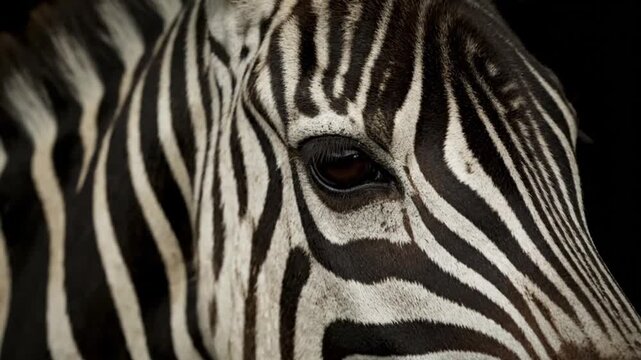 Close-up portrait of a zebra's face with black and white stripes.