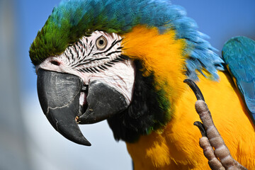 blue and gold macaw