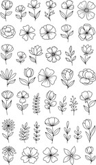 Doodle Style Floral Elements and Leaves Collection, Hand-Drawn Botanical Graphics