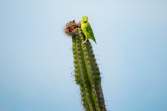 Parrot resting on cactus in Tatacoa Desert, Colombia