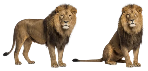 Fototapete Löwe African lion isolated on transparent background (PNG)  © Trixy