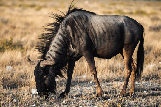 Grazing wildebeest in Etosha National Park landscape