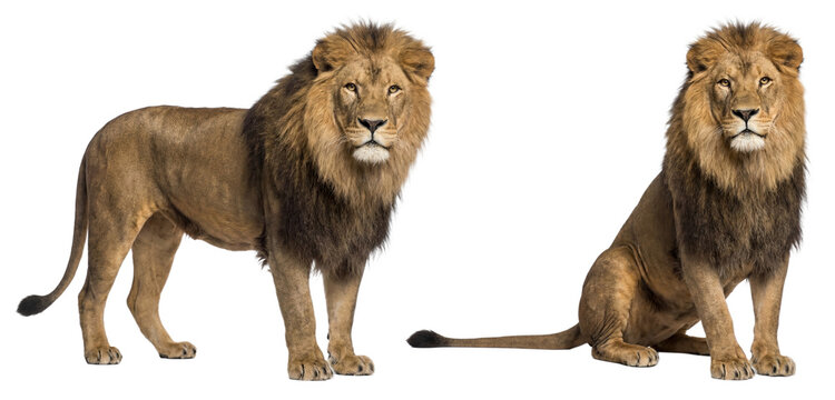 African lion isolated on transparent background (PNG)