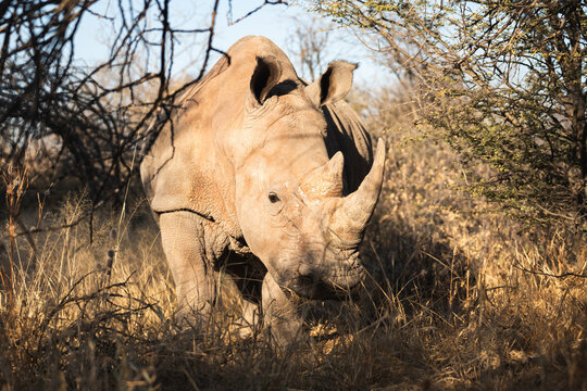 Rhinoceros roaming in Etosha National Park, Namibia