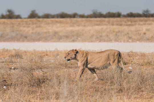 Lion exploring the Etosha National Park landscape