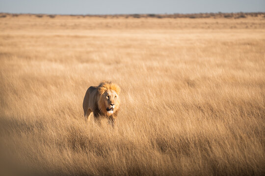 Majestic lion roaming Etosha National Park landscape