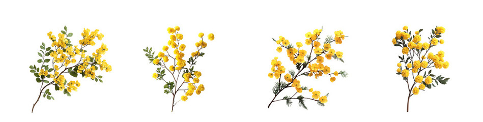 Obraz premium Branch with delicate yellow mimosa flowers and green leaves, perfect for spring and easter themes isolated on transparent background