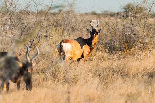 Antelope in Etosha National Park's golden landscape