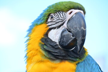 Macaw