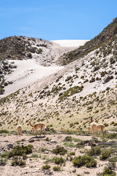 Guanacos in the Andean landscape of La Puna, Argentina