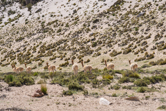 Guanacos in the Andean Altiplano, La Puna, Argentina