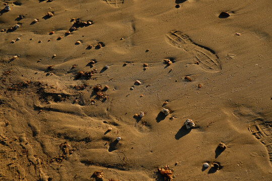 Footprints and shells on the beach sand